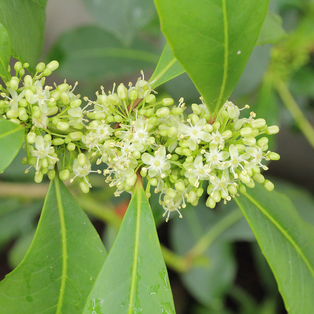 Yerba mate (Ilex paraguariensis)